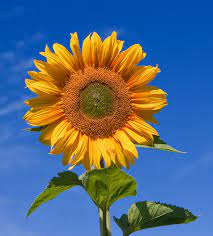 File:Sunflower.jpeg