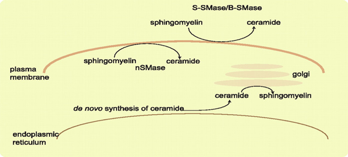 File:Sphingolipid Metabolism.png