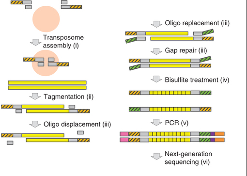 File:Tn5 transposase sequence.png