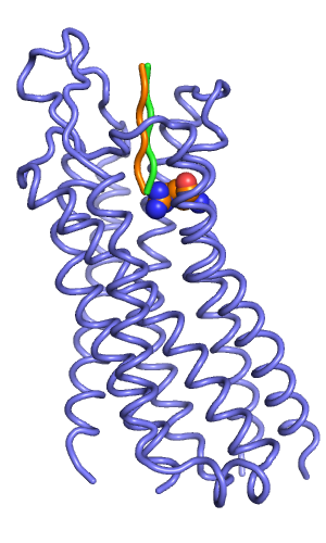 Backbone representation of manually docked starting peptides (orange and green).