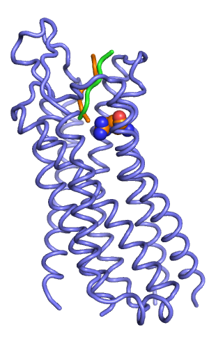 Backbone representation of best scoring output peptides (orange and green).