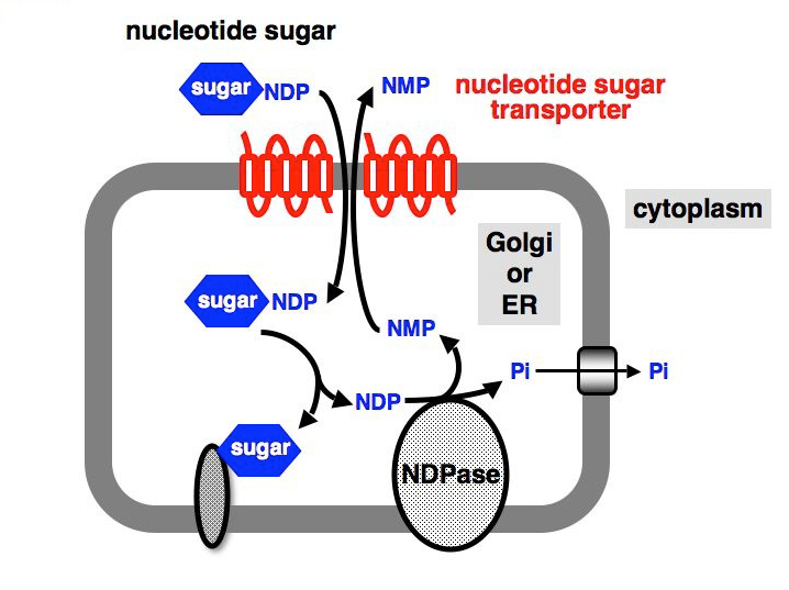 File:Nucleoside Nucleotide.png
