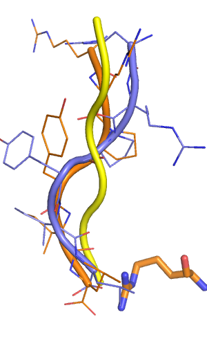 Comparison of native peptide conformation (slate) to best scoring output model (orange). The backbone of the starting peptide is depicted in yellow.