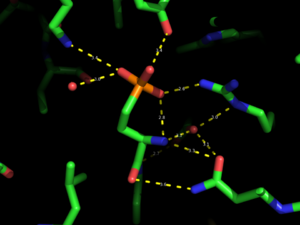 Hydrogen bonding network around phosphonate in S1P1R crystal structure [PDB ID 3V2Y].